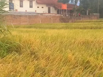 DI JUAL TANAH KAWASAN VILLA RESTO PACET