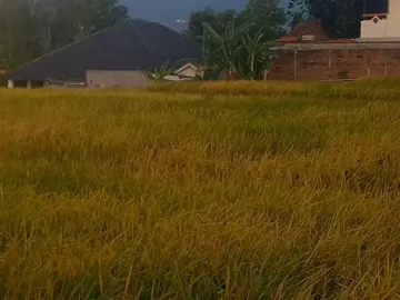 DI JUAL TANAH KAWASAN VILLA RESTO PACET
