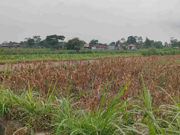 Dijual Tanah sawah 500m di manisrenggo Klaten