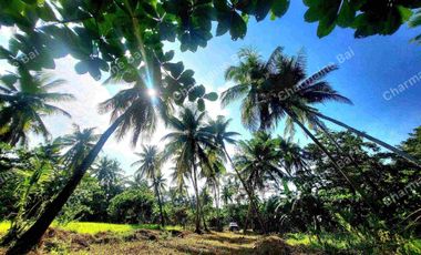 AGRICULTURAL LAND NEAR THE SEA