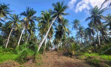 AGRICULTURAL LAND NEAR THE SEA