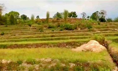 JUAL dan SEWA TANAH ISTIMEWA di PACET MOJOKERTO