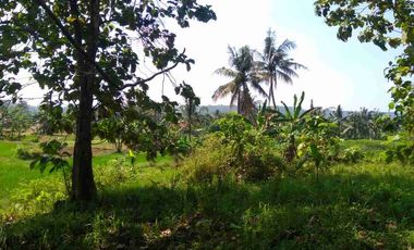 Tanah kebun dan Sawah bisa akses Mobil di Ligarmukti Bogor