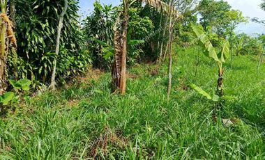 Tanah Darat dekat Perumahan di Cicurug Sukabumi