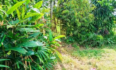 Tanah Darat dekat Perumahan di Cicurug Sukabumi