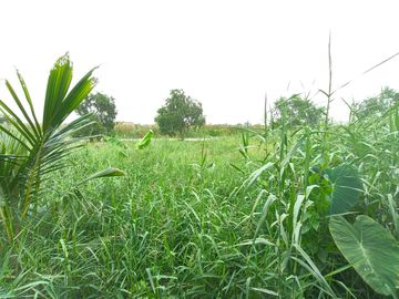 บ้านชั้นเดียว เขตหนองจอก เลียบวารี หมู่บ้านอมรพันธ์ รีโนเวทใหม่  เดินเข้าออกสะดวก  โทรนัดหมายชมบ้าน 081-440-----