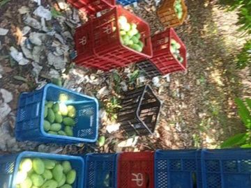 MANGO FOR SALE