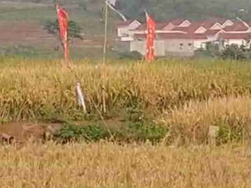 DIJUAL TANAH 16 HA ZONA KUNING MIJEN SEMARANG