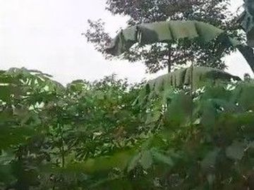 1000 M2 Tanah Kebun Subur & Murah, Tenjolaut Cikalong Wetan, Bandung Barat