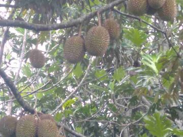 DIJUAL TEMPAT WISATA LENGKAP VILLA DAN KEBUN DURIAN BUKIT FLORA RAYA PASURUAN NEGO SAMPAI DEAL