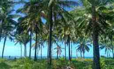 Tataran Island White sand ideal for snorkeling for sale in Palawan
