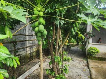 House and Lot for Sale in Samal Bataan