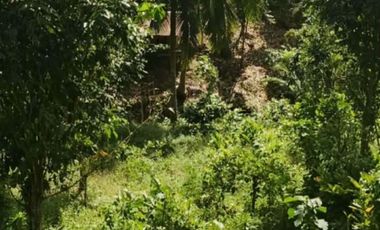 FARMLOT FOR SALE  IN MABATO CALAMBA LAGUNA