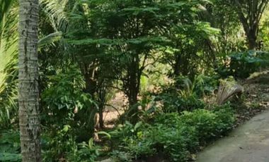 FARMLOT FOR SALE  IN MABATO CALAMBA LAGUNA