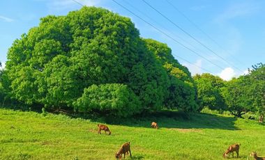 Farmlot Calatagan Batangas