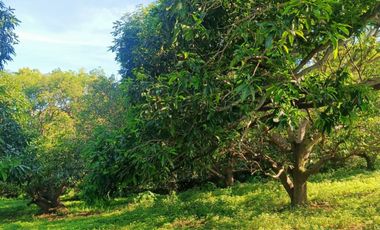 Farmlot Calatagan Batangas