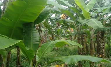 For sale Lot Silang cavite
