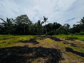 Tanah jungle payangan ubud