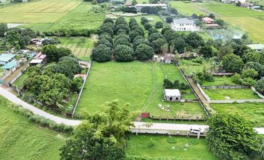 FULLY FENCED FARM LOT WITH MANGO TREES FOR SALE IN MABALACAT PAMPANGA