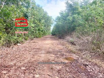 ที่ดินเปล่า เนื้อที่ 44-0-96 ไร่ หนองเสือ คลอง 11, ใกล้วัดป่าคลอง11 ถนนรังสิต-นครนายก ตำบลบึงกาสาม อำเภอหนองเสือ ปทุมธานี