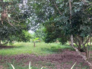 Dijual murah tanah pinggir Jl. Tembong, Kec. Pabuaran, Kab. Serang, LT.3339 m2, SHM