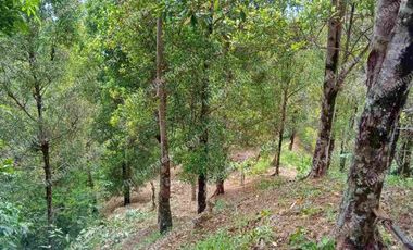 Tanah Kebun Cengkeh di Cisolok Pelabuhan Ratu Sukabumi