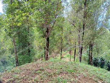 Tanah Kebun Cengkeh di Cisolok Pelabuhan Ratu Sukabumi