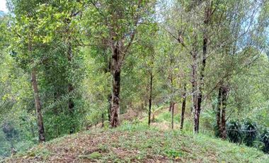 Tanah Kebun Cengkeh di Cisolok Pelabuhan Ratu Sukabumi