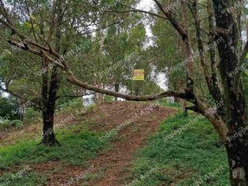 Tanah Kebun Cengkeh di Cisolok Pelabuhan Ratu Sukabumi