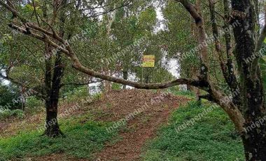 Tanah Kebun Cengkeh di Cisolok Pelabuhan Ratu Sukabumi