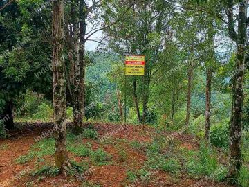 Tanah Kebun Cengkeh di Cisolok Pelabuhan Ratu Sukabumi
