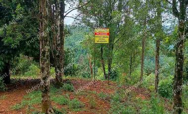 Tanah Kebun Cengkeh di Cisolok Pelabuhan Ratu Sukabumi