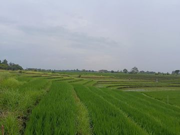 Kesempatan Terbatas! Tanah Kavling Berkualitas di Yeh Gangga Tabanan