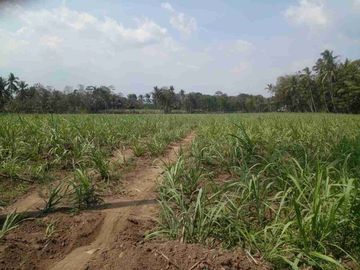 Dijual Tanah luas di Timur Pabrik Krebet Bululawang kab Malang