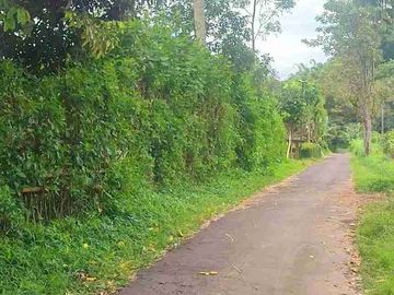 Dijual Kebun Alpukat + Durian di Jember