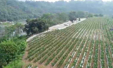 Tanah Murah di Mekarsari Ranca Bungur Bogor