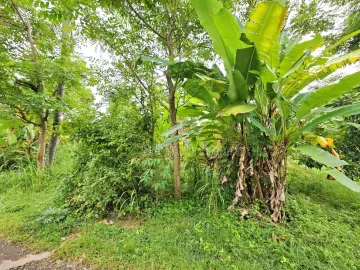Tanah Strategis Dijual di Pusat Lovina, Bali Utara