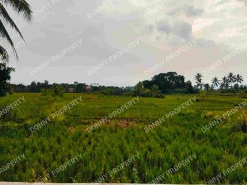 Dijual tanah sawah cibalagung cianjur jawa barat