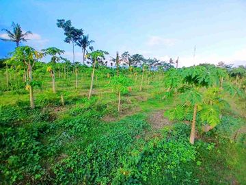 Dijual Kebun 1,5ha di Silo Jember
