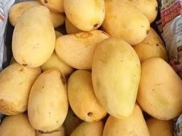 FARM HOUSE W/FRUIT BEARING TREES for Sale in Batangas Philippines