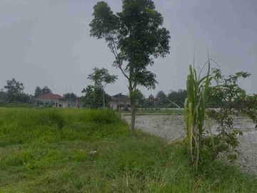 Sawah Dijual Rp 95rb/m (nego) di Desa Pasirkaliki Rawamerta Karawang