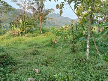 Kebun + Sawah 3000 m, Dekat Pintu Tol, Akses Masuk Mobil. Darangdan, Purwakarta.