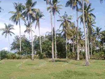 TANAH LOS PANTAI 2.4 HEKTAR DI CUPEL JEMBRANA