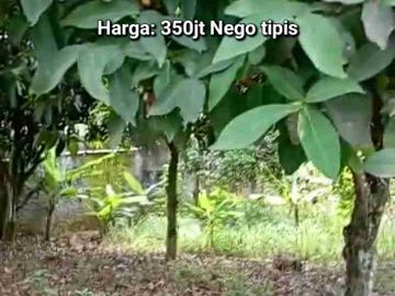 DIJUAL TANAH WONOPOLO, MIJEN SEMARANG. POSISI HOOK NEMPEL JALAN UTAMA PERUMAHAN PANDAWA DAN PERUMAHAN WANA HIJAU MIJEN, SEMARANG