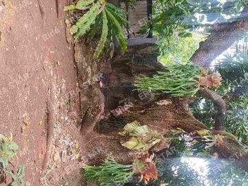 Dijual Rumah Hook Besar di Kayu Putih Jakarta Timur