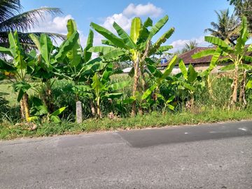 DIJUAL SAWAH ZONA KUNING KEBONALAS, MANISRENGGO MANGKU JALAN KIKIS