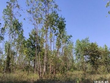 Z3T0147 ขายที่ดินเปล่า มรกต ตำบล นาฝาย อำเภอ เมืองชัยภูมิ จังหวัด ชัยภูมิ