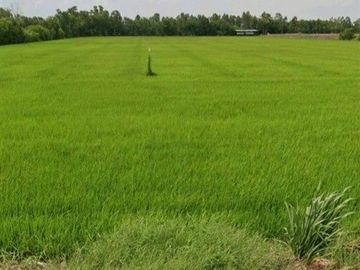 21 rai 53 sq.wa. vacant land near Florence Inn Hotel, P.Y. Cleaning and Service Co., Ltd., Rural Highway Ay.3049, Lad Bua Luang, Phra Nakhon Si Ayutth