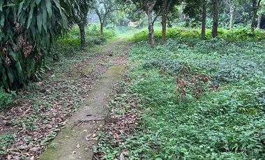 For Sale: 1.2 Hectares vacant lot Calauan, Laguna