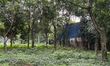 For Sale: 1.2 Hectares vacant lot Calauan, Laguna